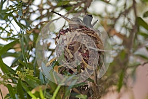 Broad-billed Hummingbird, Cynanthus latirostris, on nest
