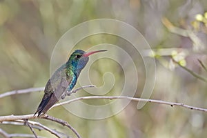 Broad-billed Hummingbird, Cynanthus latirostris, on perch