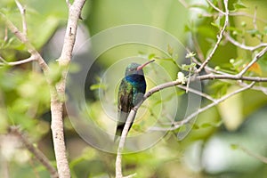 Broad-Billed Hummingbird (Cynanthus latrostris)