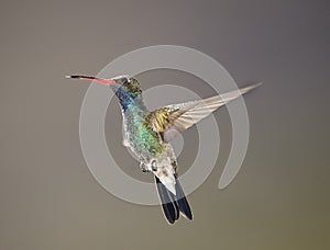 Broad-billed hummingbird hovering