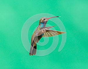 Broad Billed Hummingbird Male.