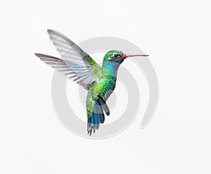 Broad Billed Hummingbird male.