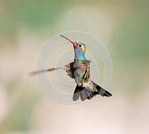 Broad Billed Hummingbird male.