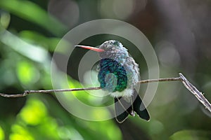 Broad-billed Hummingbird perched on branch