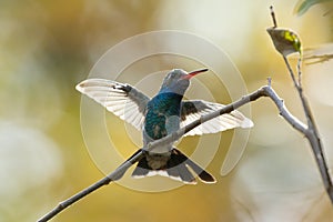 Broad Billed Hummingbird perched on a branch with wings spread wide