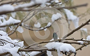 Broad billed hummingbird surrounded spring snow