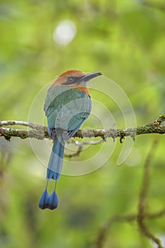 Broad-billed Motmot - Electron platyrhynchum