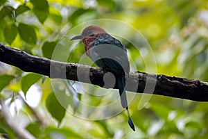 Broad-billed motmot, Electron platyrhynchum