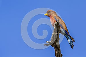 Broad-billed Roller in Kruger National park, South Africa