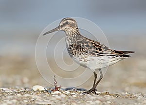 The broad-billed sandpiper Calidris falcinellus