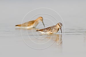 Broad-billed Sandpiper And Dunlin photo