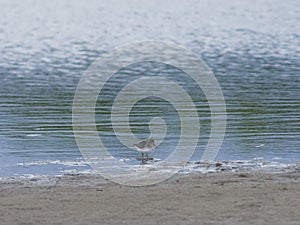 Broad-billed Sandpiper, Limicola or Calidris falcinellus small shorebird at sea shoreline portrait, selective focus photo