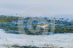 Broad-billed sandpiper Limicola falcinellus standing in the mud photo