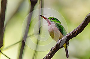 Broad-billed tody or Todus subbulatus perches on twig