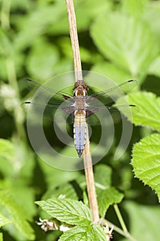 Broad-bodied chaser