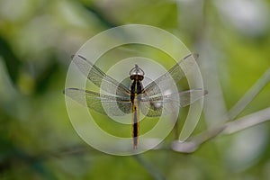 The broad-bodied chaser or broad-bodied darter (Libellula depressa)