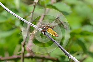 Broad bodied chaser dragonfly