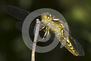 Broad-bodied Chaser dragonfly , female / Libellula depressa