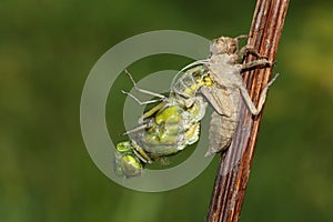 A Broad bodied Chaser Dragonfly Libellula depressa emerging from the back of the nymph . photo
