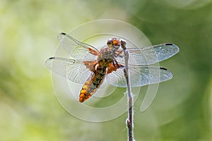 Broad-bodied Chaser Dragonfly - Libellula depressa at rest.