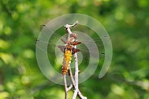 Broad-bodied Chaser Dragonfly - Libellula depressa at rest.