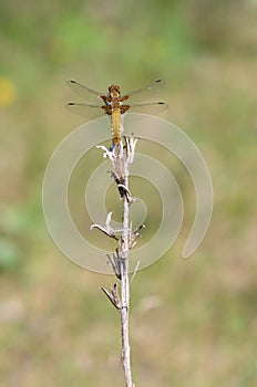 Broad-bodied Chaser, female