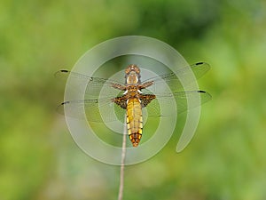 Broad-bodied Chaser