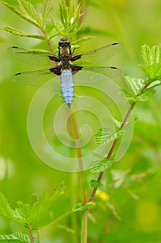 Broad-bodied Chaser