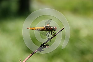 Broad-bodied Chaser (Libellula depressa)