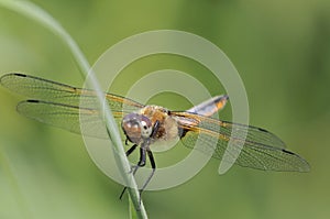 Broad-bodied Chaser - Libellula depressa