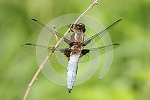 Broad-bodied Chaser (Libellula depressa) photo