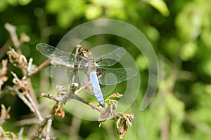 Broad-bodied Chaser, Libellula depressa