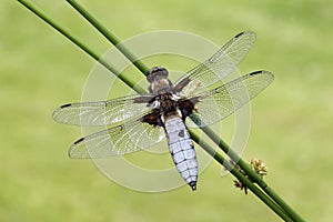 Broad-bodied chaser, Libellula depressa