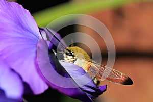 Broad-bordered bee hawk-moth