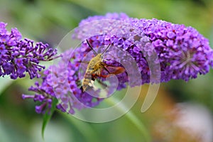 Broad-bordered Bee Hawk-moth Hemaris fuciformis photo