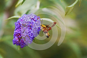 Broad-bordered Bee Hawk-moth Hemaris fuciformis photo