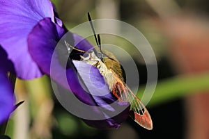 Broad-bordered bee hawk-moth photo