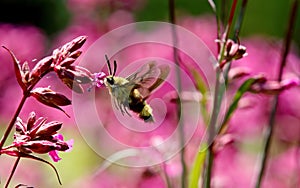 A broad-bordered bee hawk moth searching for nectar in sticky catchfly flowers