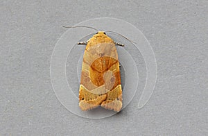 Broad bordered Yellow Underwing