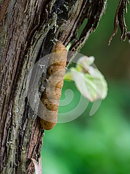Broad Bordered Yellow Underwing moth caterpillar Noctua fimbriata sitting on grape trunk. Close-up of big brown caterpillar