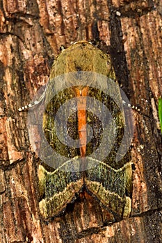 Broad-bordered yellow underwing moth (Noctua fimbriata)