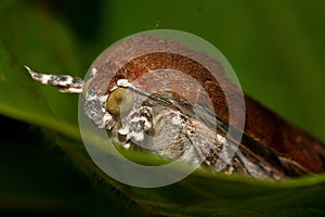 Broad-bordered yellow underwing moth, Noctua fimbriata