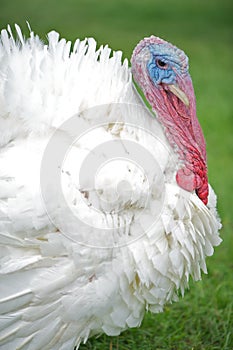 Broad-breasted white tom turkey