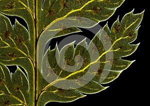 Broad buckler fern (Dryopteris dilatata) frond detail