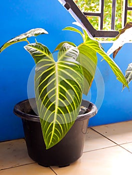 Broad dark green leaves with bold white venation of potted Angel's wing (Caladium lindenii) plant