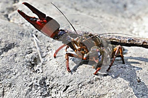 Broad-fingered crayfish in deffensive position