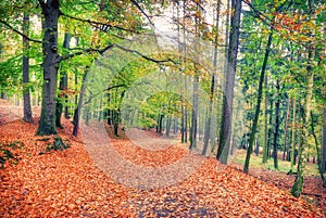 Broad footpath covered with leaves in autumn