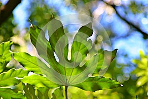 Broad Green Leaf photo