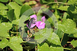 Broad-handed carpenter bee on pink beach bean flower