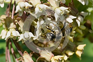 Broad-handed Leafcutter Bee - Megachile latimanus